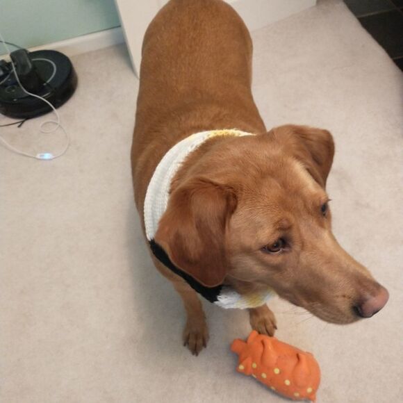 Hand Crafted Extra Large Knit Pet Ininity Scarve Dog Clothes Winter Pull Over - Picture 4 of 7